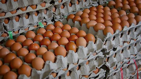 egg singapore marketing company|Buy Egg Products At Sale Prices Online .